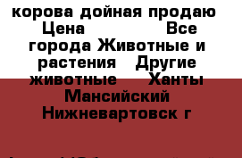 корова дойная продаю › Цена ­ 100 000 - Все города Животные и растения » Другие животные   . Ханты-Мансийский,Нижневартовск г.